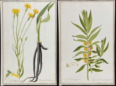 5 Original Watercolors of Botanicals after Ledel for Blackwell, Jacquin, Curtis (according to