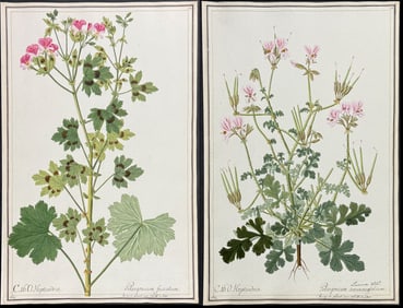 4 Original Watercolors of Geranium (Pelargonium) after Herz, Ledel for Jacquin, Curtis (according to