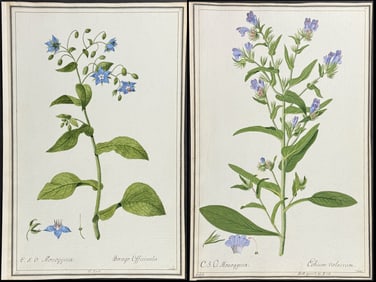 4 Original Watercolors of Botanicals after Ledel, Knapp for Jacquin (according to Linnaeus system)