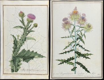 4 Original Watercolors of Thistle after Ledelmaier for Curtis, Jacquin (according to Linnaeus