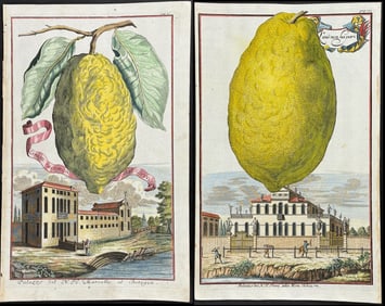 Volckamer - Pair of Lemon Engravings