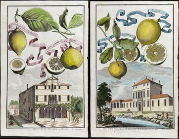 Volckamer - Pair of Lemon Engravings