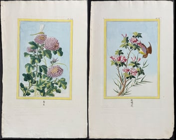 Buchoz - 4 Botanical & Insect Engravings