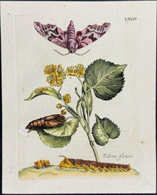 Merian - Flower with Moth Metamorphosis. 74