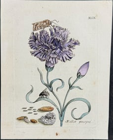 Merian - Carnation with Bee & Moth Metamorphosis. 49