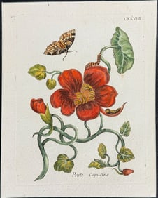 Merian - Nasturtium with Moth Metamorphosis. 128