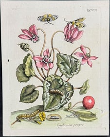 Merian - Cyclamen & Cherry with Moth Metamorphosis. 98