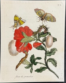 Merian - Flower with Moth Metamorphosis. 150