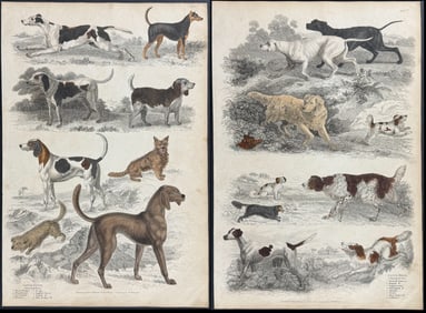 MacGillivray - Pair of Dog Engravings