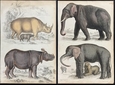 MacGillivray - 3 Quadruped Engravings: Elephant, Rhinoceros
