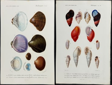 D'Orbigny - 6 Shell Engravings