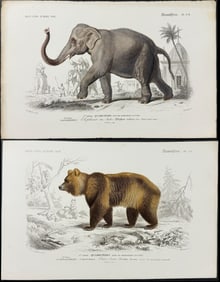 D'Orbigny - 5 Quadruped Engravings (Rhinoceros, Hippopotamus, Zebra, Elephant, Bear)