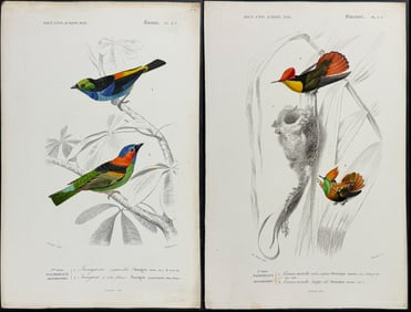 D'Orbigny - 5 Bird Engravings (Hummingbird, Tanager, Flycatcher)