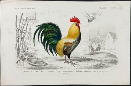 D'Orbigny - Rooster or Chicken