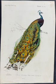 D'Orbigny - Peacock