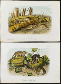 Audubon - Pair or Rat or Mouse Lithographs
