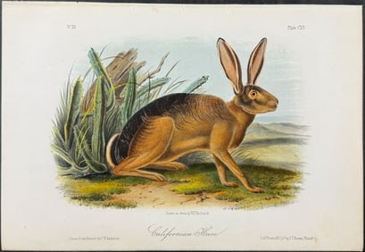 Audubon - Californian Hare. 112