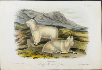 Audubon - Rocky Mountain Goat. 128