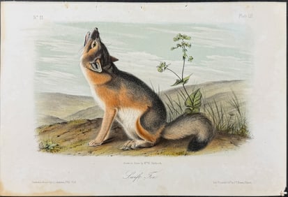Audubon - Swift Fox. 52
