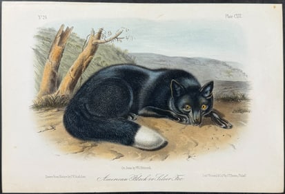 Audubon - American Black or Silver Fox. 116