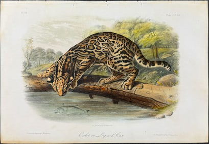 Audubon - Ocelot or Leopard Cat. 86