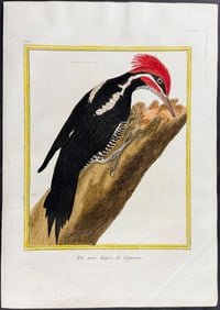 Martinet & Buffon - Woodpecker. 717