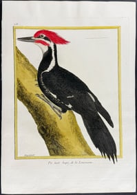 Martinet & Buffon - Woodpecker. 718