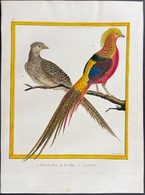 Martinet & Buffon - Pheasant. 217
