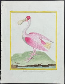 Martinet & Buffon - Roseate Spoonbill. 165