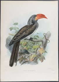 Elliot & Keulemans - Black-and-white Hornbill