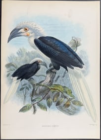 Elliot & Keulemans - Long-crested Hornbill