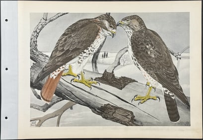 Brasher - Redtail Hawk. 337