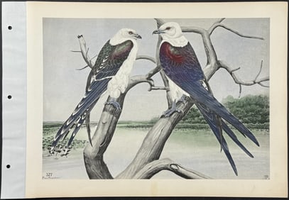 Brasher - Swallowtail Kite. 327