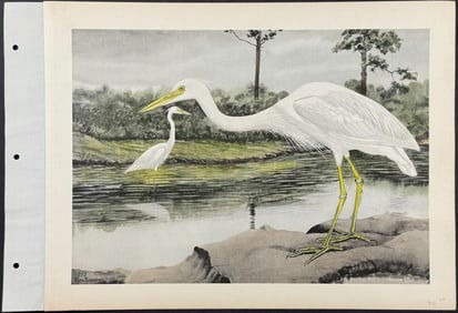Brasher - Great White Heron. 192