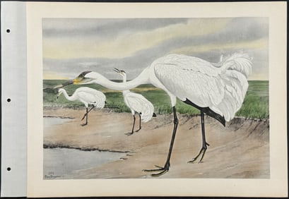 Brasher - Whooping Crane. 204