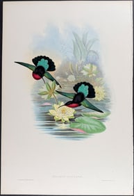 Gould - Purple-breasted Carib Hummingbird with Water Lily (Eulampis Jugularis)