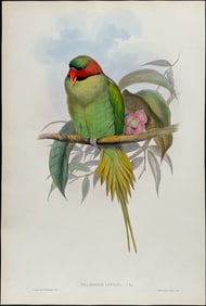 Gould - Bonaparte's Parrakeet