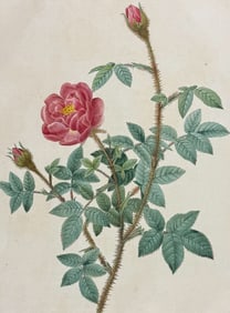 Redoute, Folio - Rose; Rosa Muscosa Anemone-flora