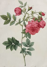 Redoute, Folio - Rose; Rosa Rapa