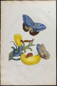 Merian, Folio - Banana or Plantain with Rainbow Whiptail Lizard & Teucer Owl Butterfly