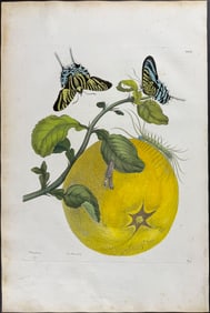 Merian, Folio - Pomelo or Grapefruit with Butterfly Metamorphosis. 29