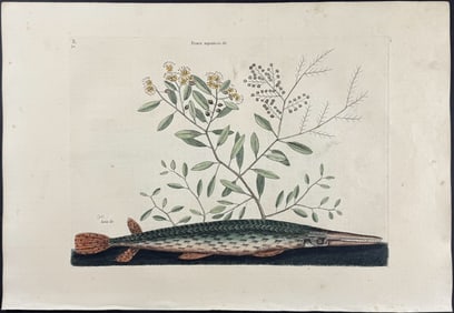 Catesby, First Ed - Green Gar Fish with Water Primrose. 2-30