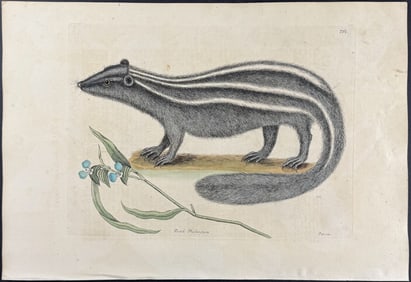 Catesby, First Ed - Pole Cat (Striped Skunk) with Day Flower. 2-62