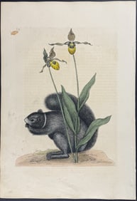 Catesby, First Ed - Black Squirrel (Southern Fox Squirrel) with Yellow Lady?s Slipper. 2-73