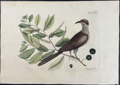 Catesby, First Ed - Cuckow of Carolina with Chinkapin. 1-9