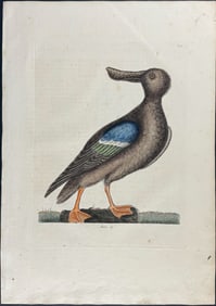 Catesby, First Ed - Blue Winged Shoveler. 1-96