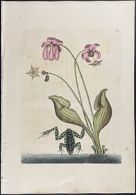 Catesby, First Ed - Water Frog (Green Frog) with Northern Pitcher Plant (Carnivorous). 2-70