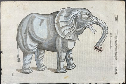Pare, pub. 1664 - Elephant