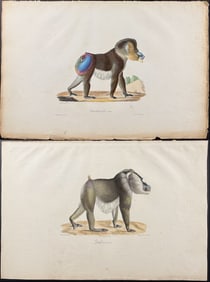 Saint-Hilaire - Pair of Mandrill Lithographs (Primate, Monkey)