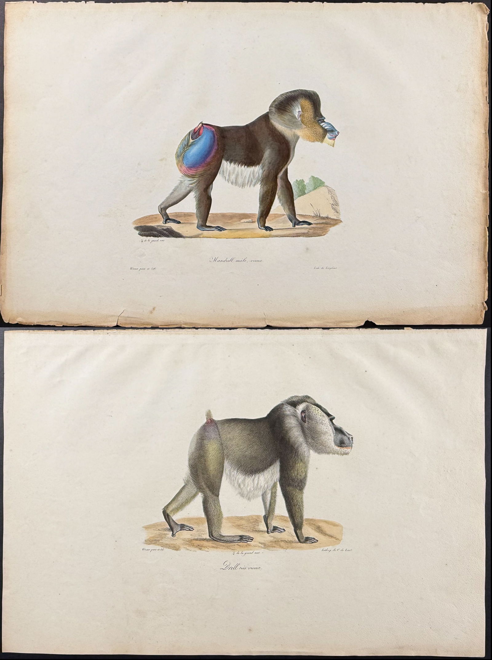 Saint-Hilaire - Pair of Mandrill Lithographs (Primate, Monkey) (1 of 3)
